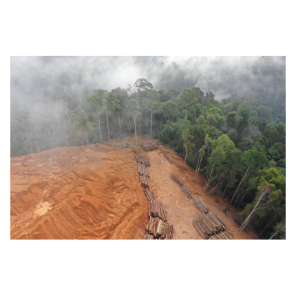 Accord européen pour interdire l'importation de produits issus de la déforestation