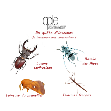 Transmettez vos observations à l'Office insectes environnement !